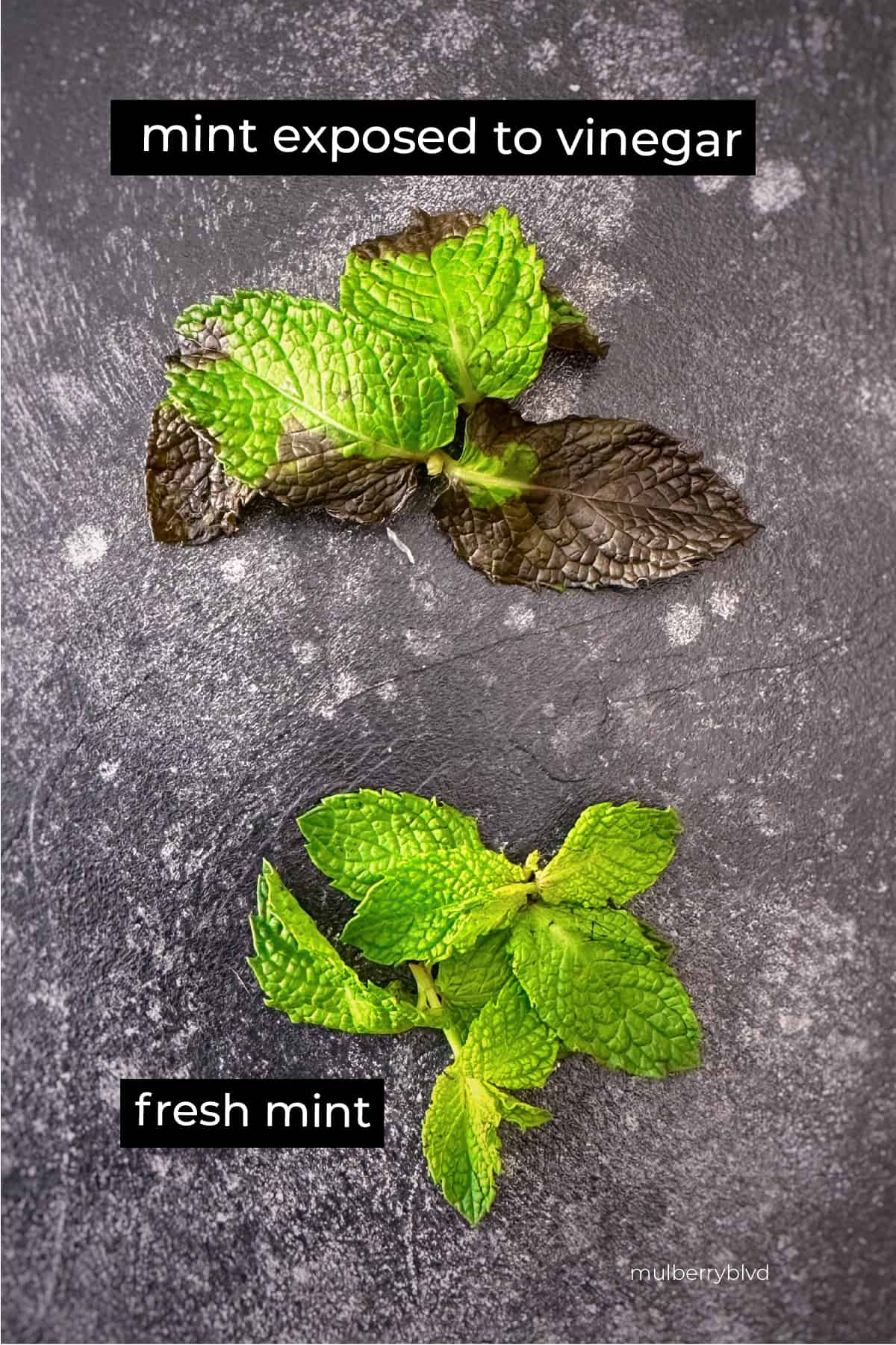 Mint when it's been exposed to vinegar and fresh mint
